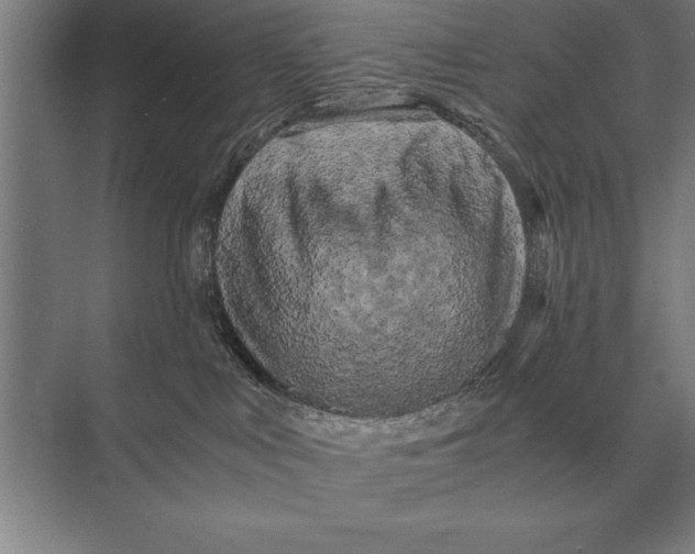 X0000073980043200609111819