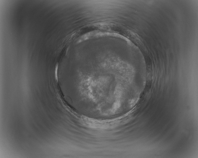 X0000073980047200609111819