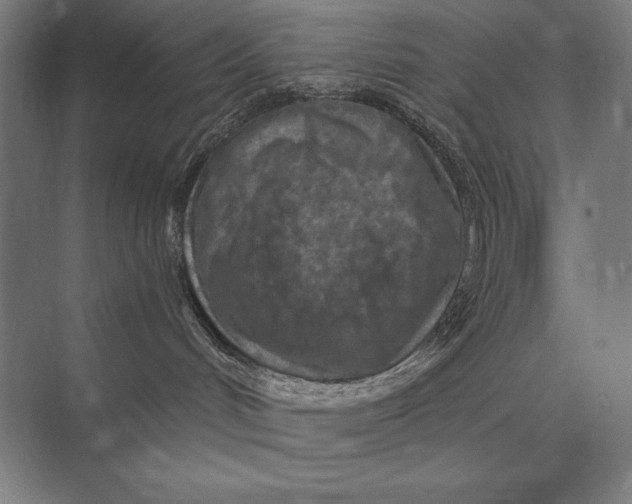 X0000073980048200609111819