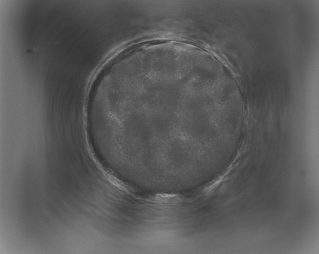 X0000073980055200609111818