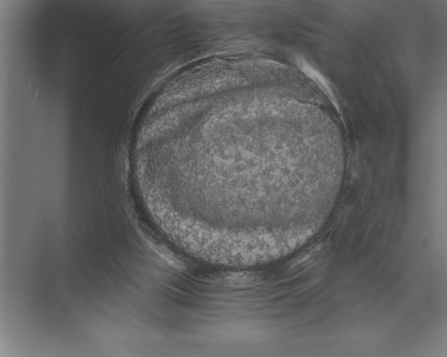 X0000073980059200609111818