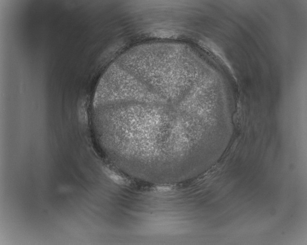 X0000073980114200609111818