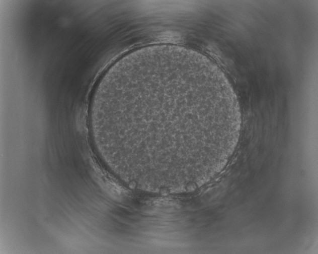 X0000073980146200609111817