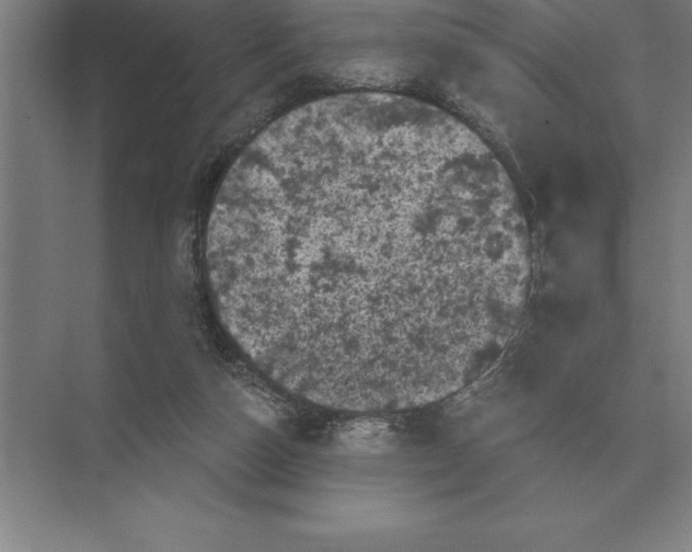 X0000073980162200609111817