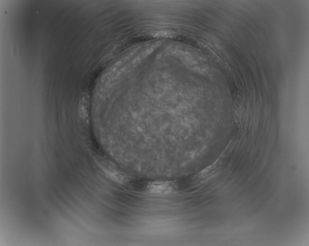 X0000073980175200609111817