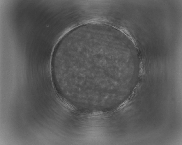 X0000073980196200609111816