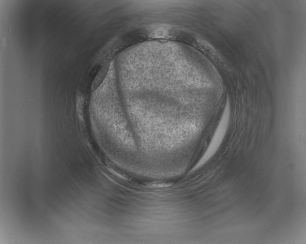 X0000073980217200609111816