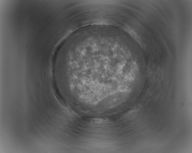 X0000073980347200609111813