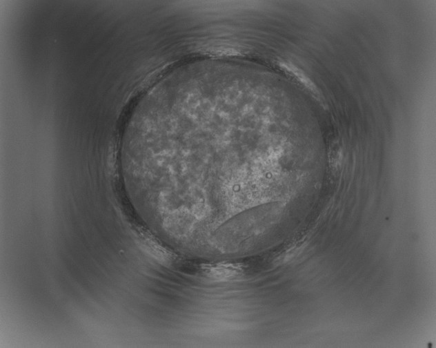 X0000073980359200609111814