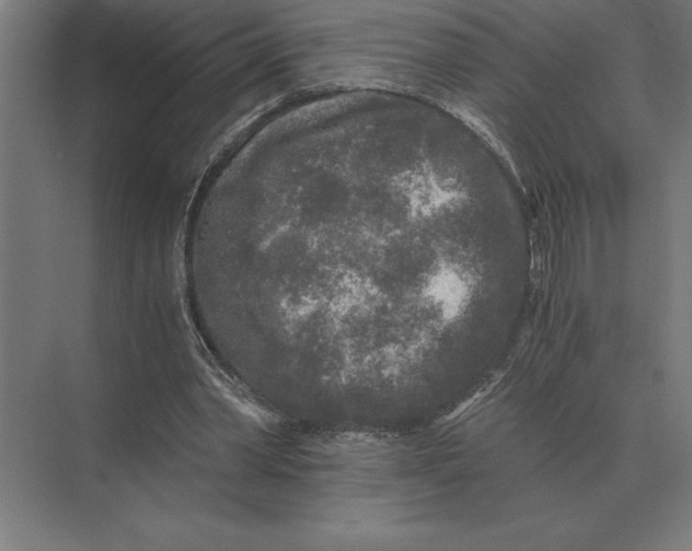 X0000073980390200609111813