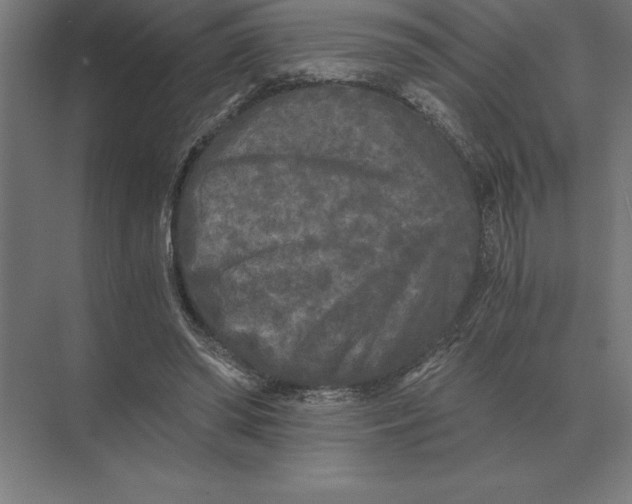 X0000073980398200609111813