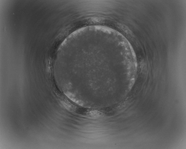 X0000073980423200609111813