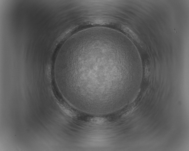 X0000073980444200609111812