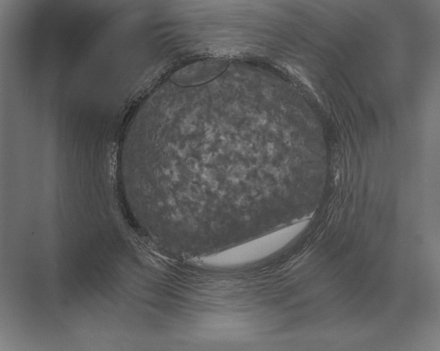 X0000073980495200609111811