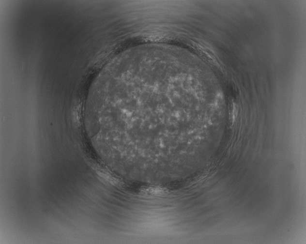 X0000073980503200609111811