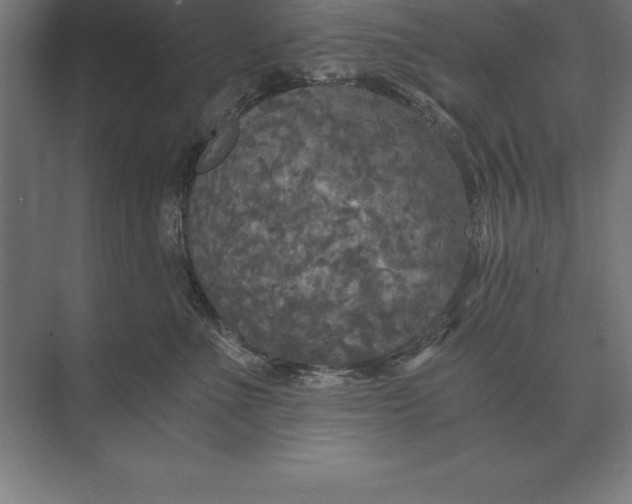 X0000073980523200609111811