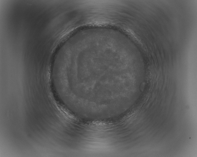 X0000073980640200609111809