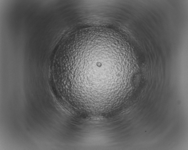 X0000073980642200609111809