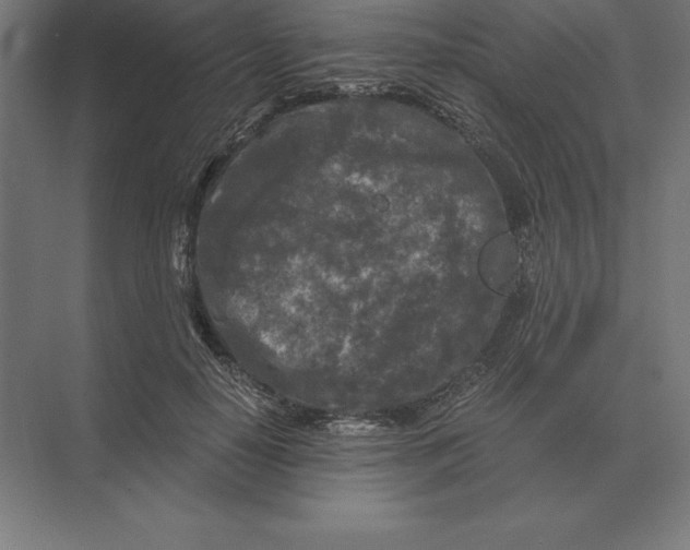 X0000073980650200609111809