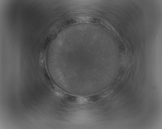 X0000073980701200609111808