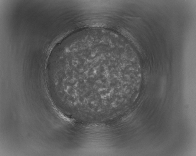 X0000073980721200609111807