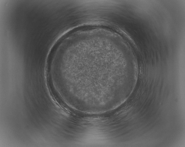 X0000073980724200609111807