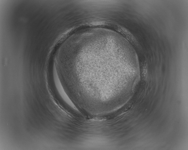 X0000073980732200609111807