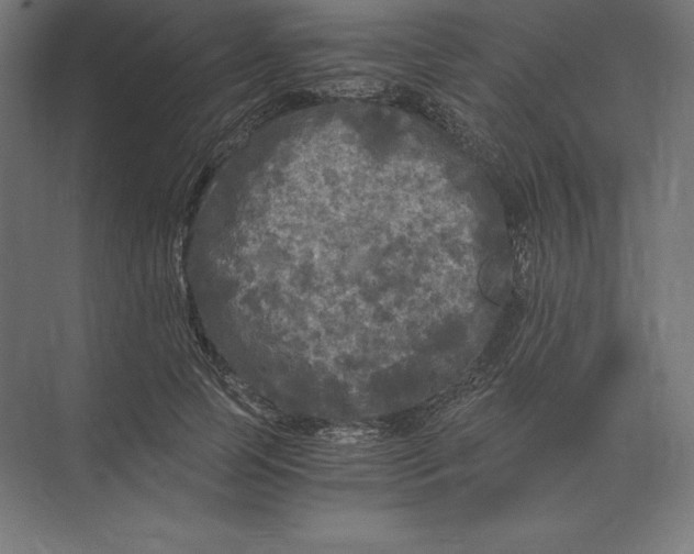 X0000073980745200609111807