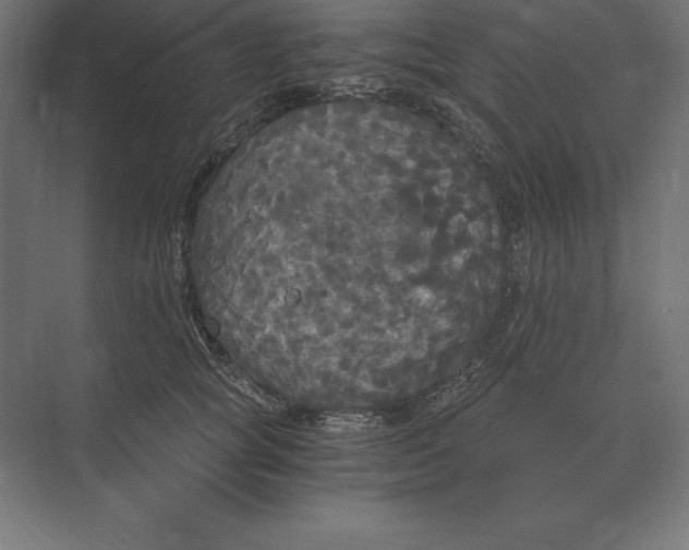 X0000073980757200609111807