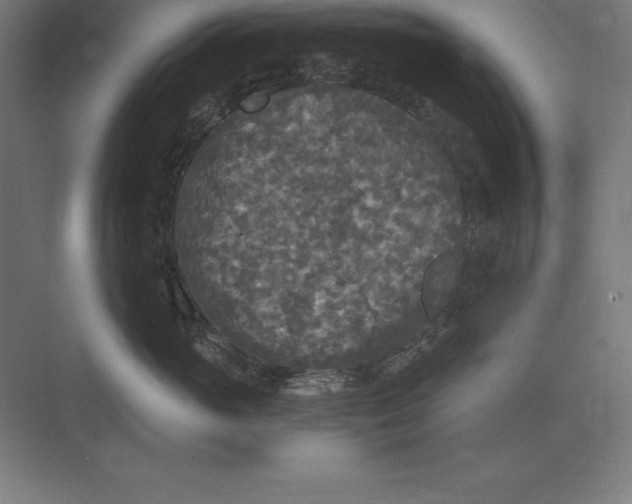 X0000073980765200609111808