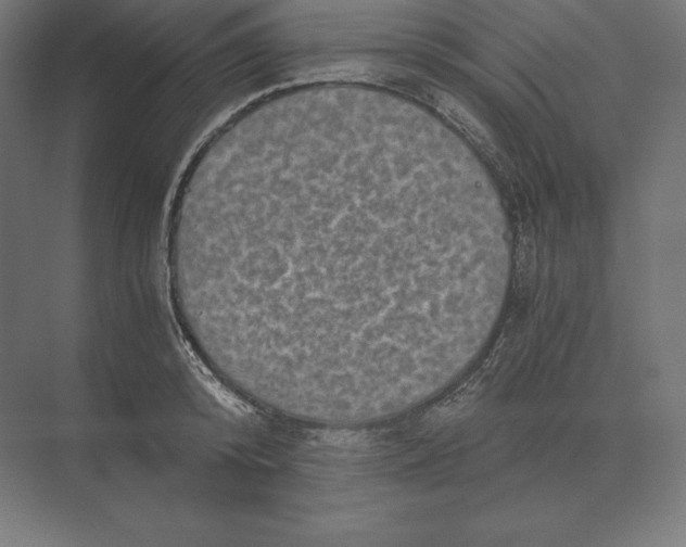 X0000073980800200609111806