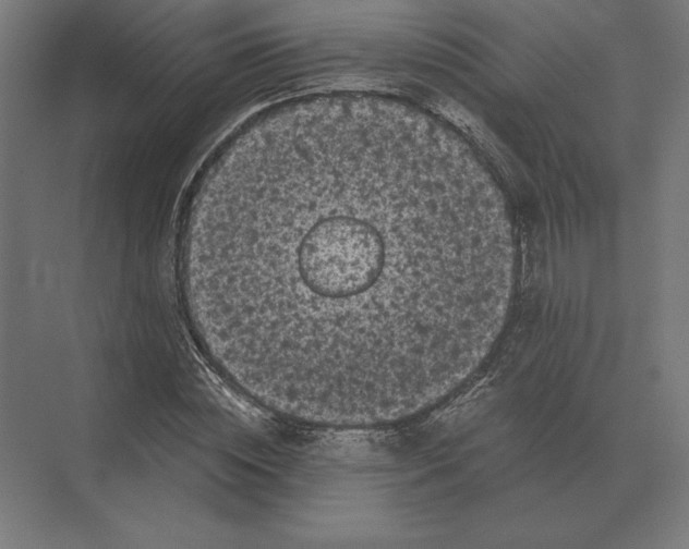 X0000073980828200609111805