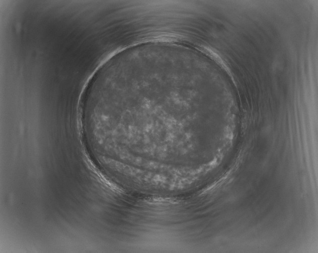 X0000073980835200609111805