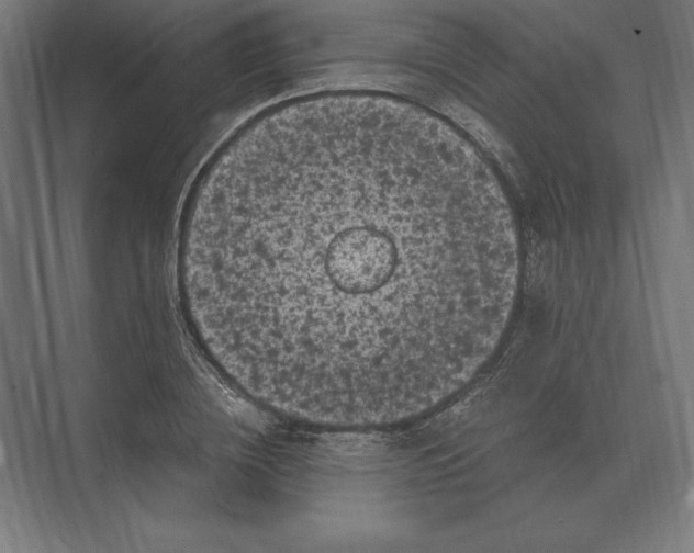 X0000073980836200609111806