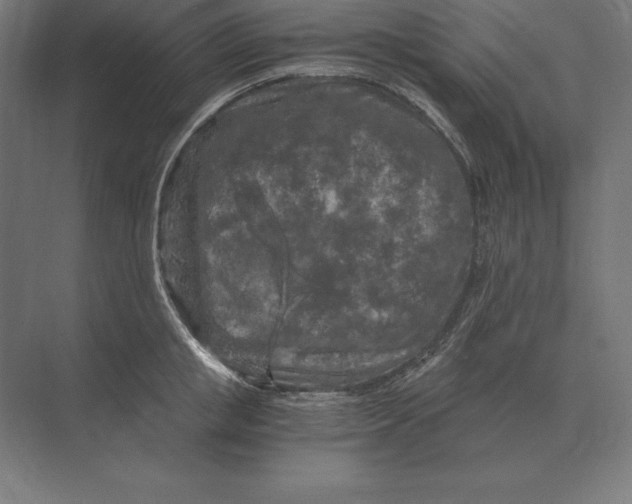 X0000073980853200609111806