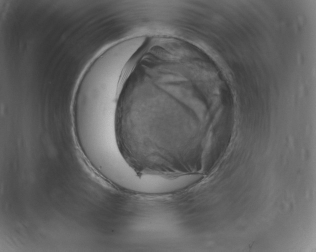 X0000073980864200609111806