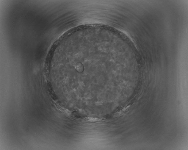 X0000073980871200609111805