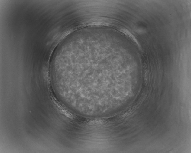 X0000073980882200609111805