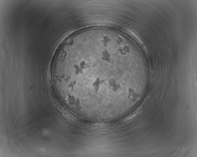 X0000073980883200609111805