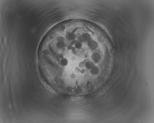 X0000073980887200609111805