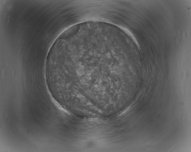 X0000073980903200609111805