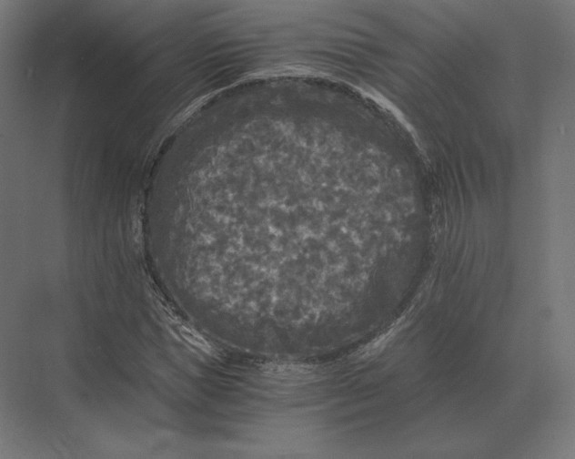 X0000073980921200609111804