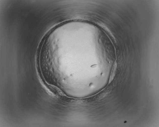 X0000073980991200609111803