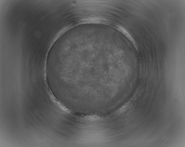 X0000073980994200609111803