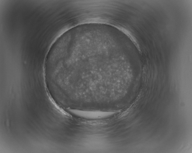 X0000073980998200609111803