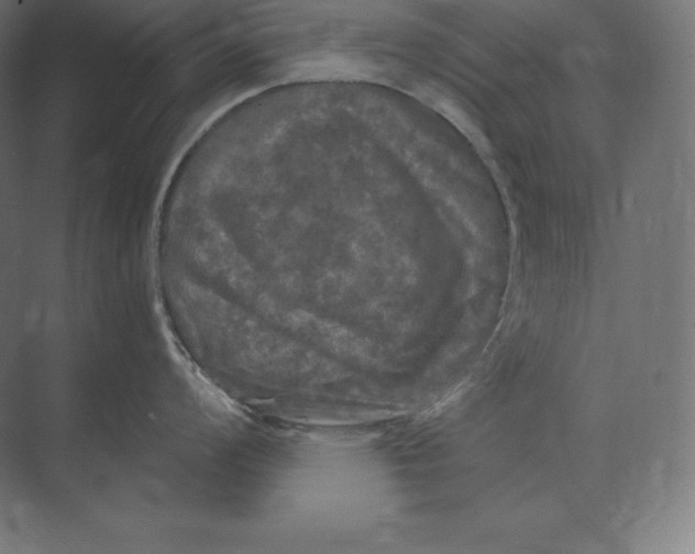 X0000073981008200609111803