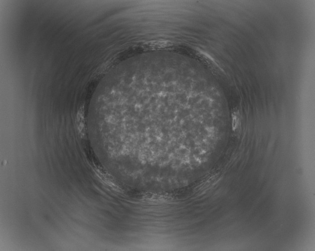 X0000073981011200609111802