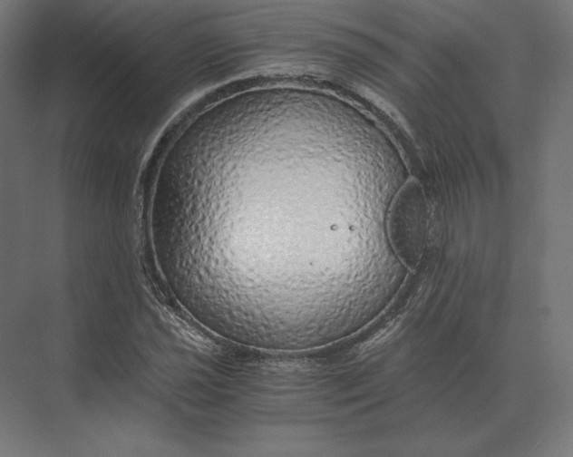 X0000073981021200609111802