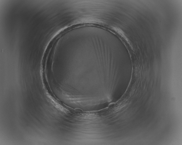 X0000073981024200609111802