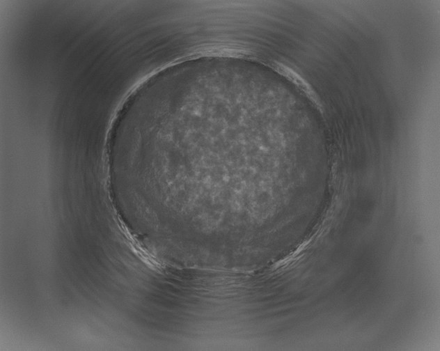 X0000073981027200609111802